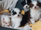 Chiots Berger Australien issus de parents LOF à vendre