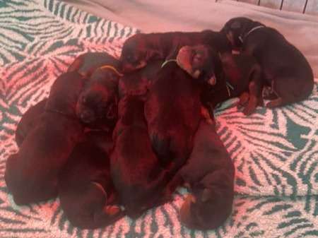 11 chiots Rottweilers LOF à réserver