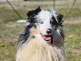 Disponible pour saillie, un chien Berger Américain Miniature LOF