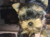2 chiots Yorkshires LOF disponibles à la vente