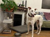 Chiot Galgo mâle à adopter