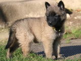 Disponibles à la vente des chiots Bergers Belges Tervueren LOF