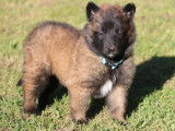Disponibles à la vente des chiots Bergers Belges Tervueren LOF