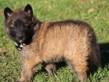Disponibles à la vente des chiots Bergers Belges Tervueren LOF