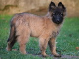 Disponibles à la vente des chiots Bergers Belges Tervueren LOF