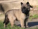 Des chiots Bergers Belges Tervueren LOF à acheter