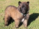 Des chiots Bergers Belges Tervueren LOF à acheter