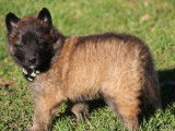 Des chiots Bergers Belges Tervueren LOF à acheter