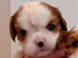 &Agrave; r&eacute;server : 7 chiots Cavaliers King Charles LOF