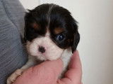 &Agrave; r&eacute;server : 7 chiots Cavaliers King Charles LOF