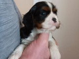 &Agrave; r&eacute;server : 7 chiots Cavaliers King Charles LOF