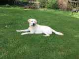 Superbe Labrador sable pour saillie