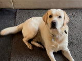 Superbe Labrador sable pour saillie