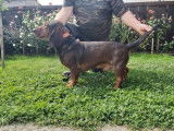 Un chien Basset des Alpes de 5 ans LOF disponible