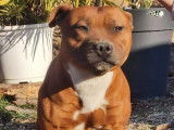 Chienne Staffie d’un an fauve LOF à vendre