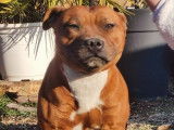 Chienne Staffie d’un an fauve LOF à vendre