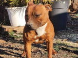 Chienne Staffie d’un an fauve LOF à vendre