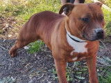 Chienne Staffie d’un an fauve LOF à vendre
