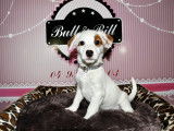 Magnifiques chiots Jack Russel &agrave; vendre