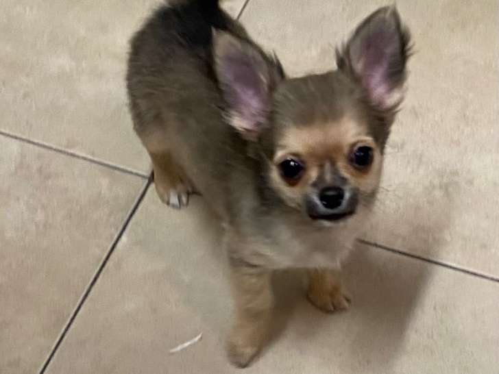 Magnifique mâle Chihuahua à vendre