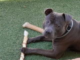 Rosco