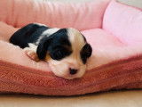 &Agrave; r&eacute;server un chiot Cavalier King Charles femelle tricolore LOF