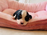 &Agrave; r&eacute;server un chiot Cavalier King Charles femelle tricolore LOF