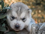 4 chiots Huskies LOF à réserver