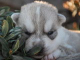 4 chiots Huskies LOF à réserver