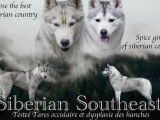 4 chiots Huskies LOF à réserver
