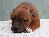 2 chiots Staffordshire Bull Terriers LOF à acheter