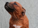 2 chiots Staffordshire Bull Terriers LOF à acheter