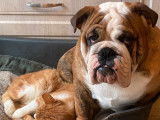 Chiot Bulldog Anglais bring&eacute; m&acirc;le &agrave; vendre (LOF)