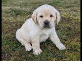 2 chiots Labrador Retrievers LOF à réserver