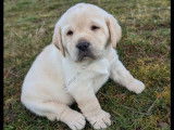2 chiots Labrador Retrievers LOF à réserver