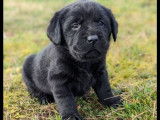 2 chiots Labrador Retrievers LOF à réserver