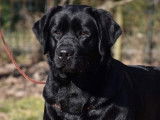 2 chiots Labrador Retrievers LOF à réserver
