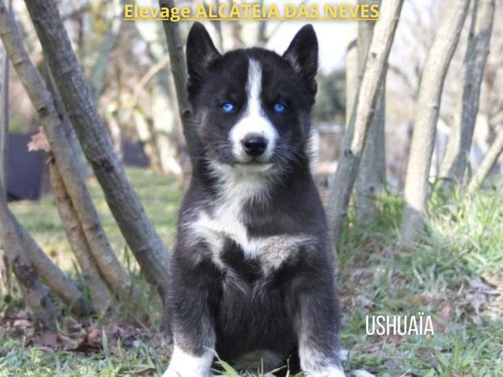 À vendre 2 chiots Huskies de Sibérie LOF