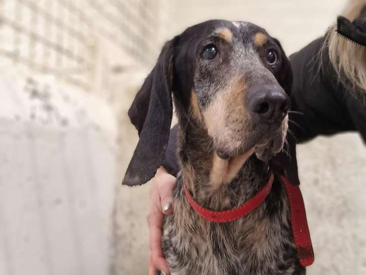 Chienne Grand bleu de Gascogne de 8 ans à adopter
