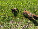 Chiots Malinois &agrave; vendre