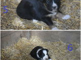 &Agrave; r&eacute;server : 6 chiots Bergers Australiens (non LOF)