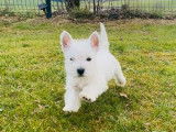 Chiot Westie blanc m&acirc;le &agrave; vendre