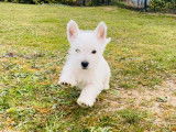 Chiot Westie blanc m&acirc;le &agrave; vendre