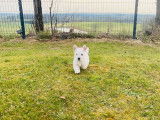 Chiot Westie blanc m&acirc;le &agrave; vendre