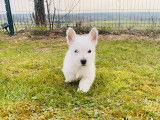 Chiot Westie blanc m&acirc;le &agrave; vendre