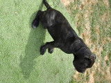 Chiots Cane Corso LOF à vendre