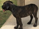 Chiots Cane Corso LOF à vendre
