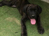 Chiots Cane Corso LOF à vendre