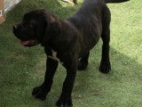 Chiots Cane Corso LOF à vendre