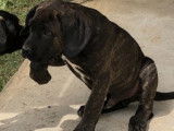Chiots Cane Corso LOF à vendre